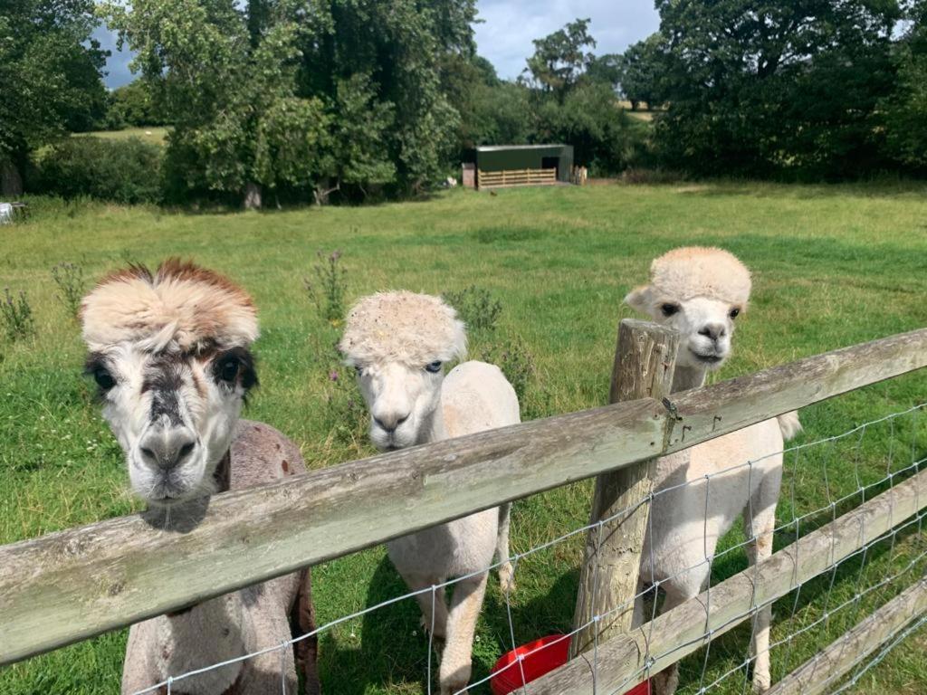 Dwylig Isa Holiday Cottages Rhuddlan 外观 照片