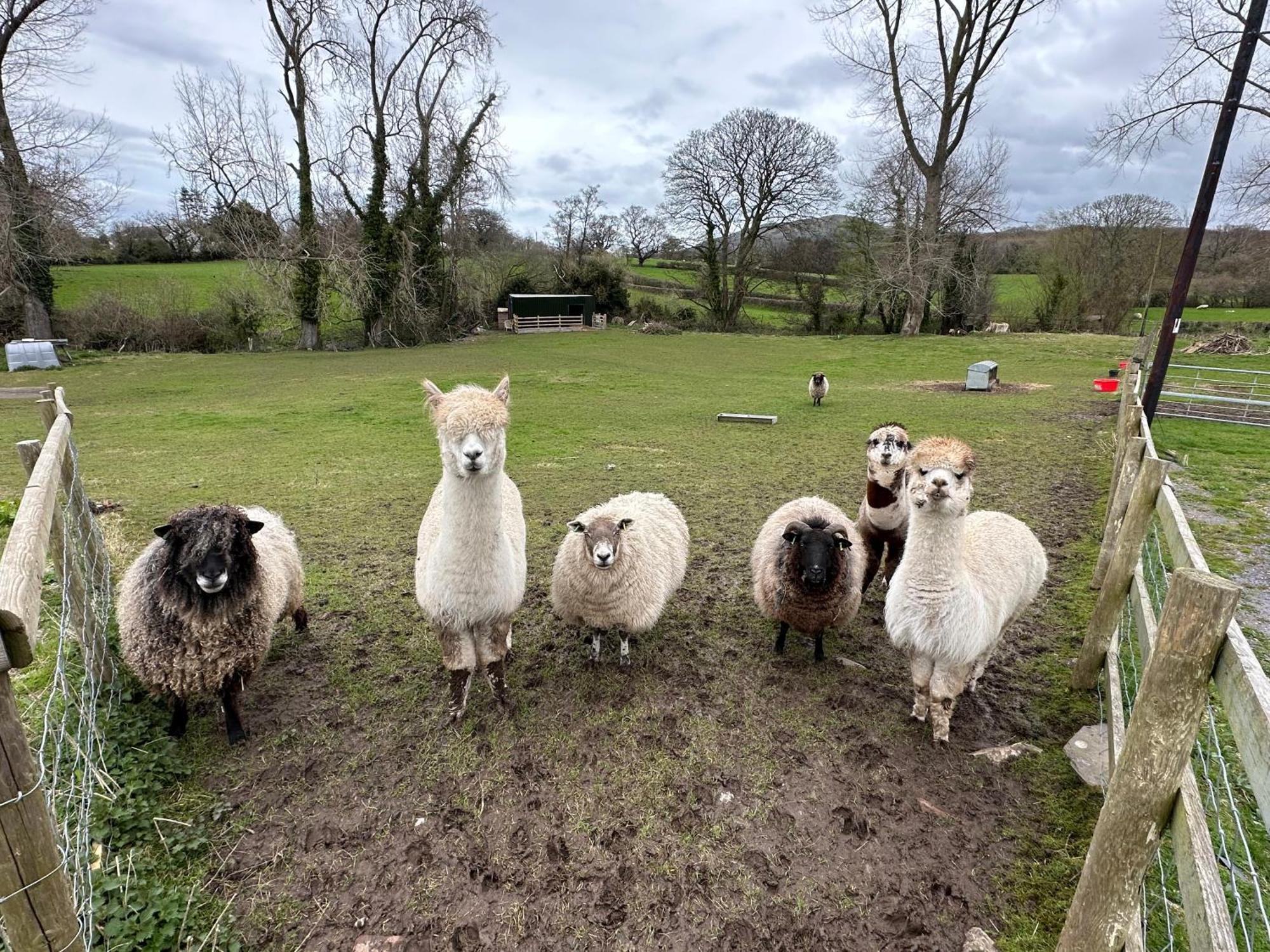 Dwylig Isa Holiday Cottages Rhuddlan 外观 照片